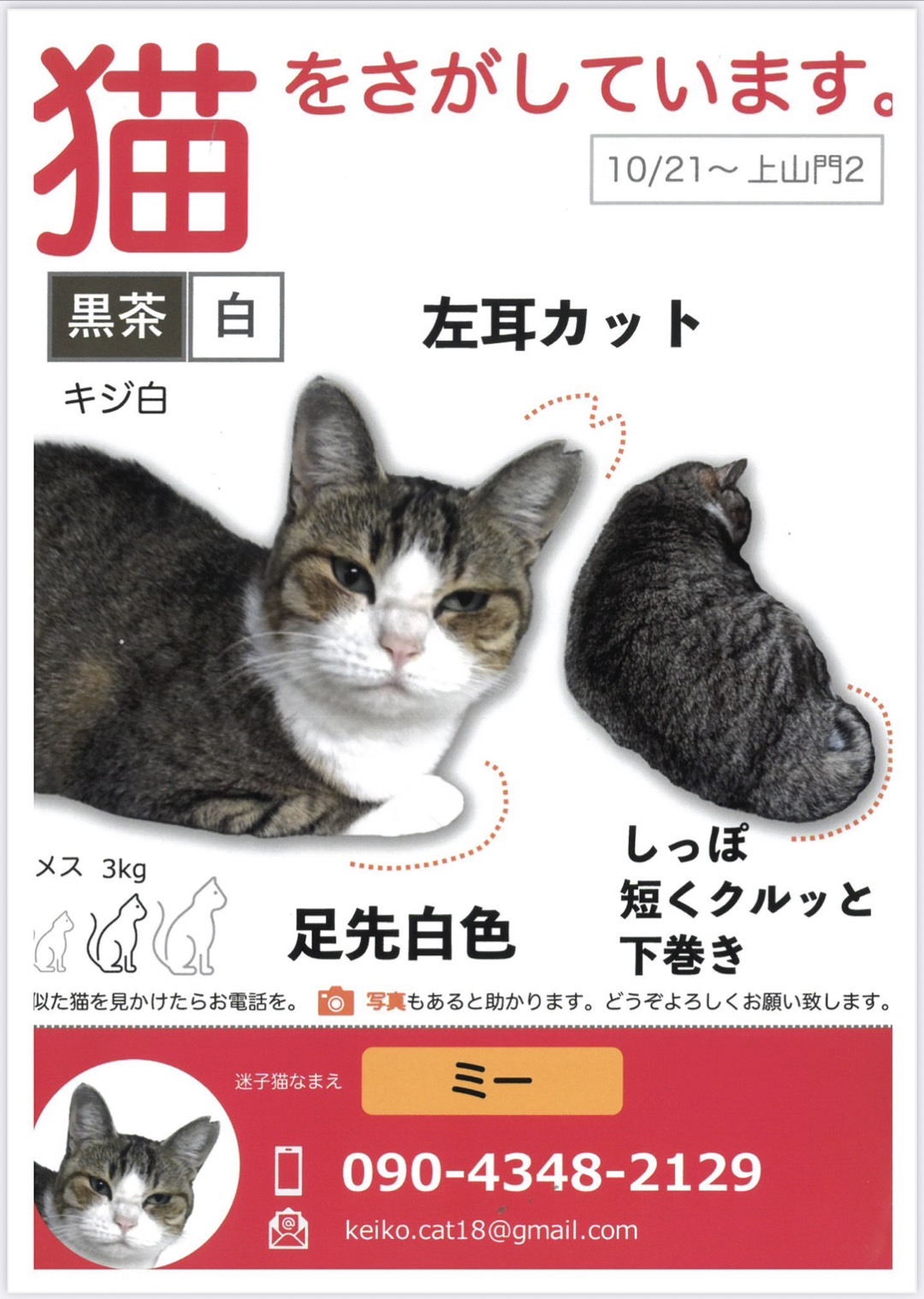Read more about the article 猫探しています！